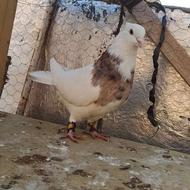 طوقی هفترنگ