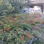 گل ناندینا سطل 12