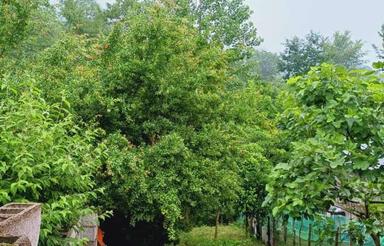 فروش خانه روستایی