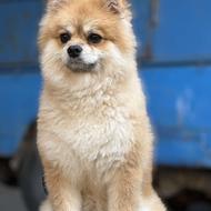 واگذاری سگ پامرانین نر