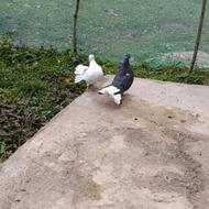 کبوتر دم چتر جفت فروش و معاوضه