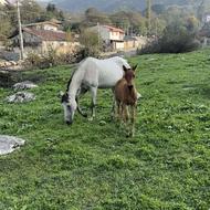 مادیان کرد نیله