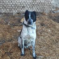 واگذاری سگ نگهبان ادمگیر