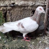 کبوتر بغدادی