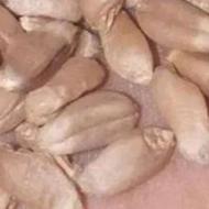 بذر گندم رقم احسان