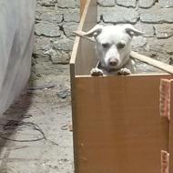 سگ اشپیتز اروم بی صدا