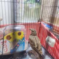 سهره خاکی بخوان