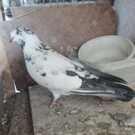 کبوتر ماده نشون دار