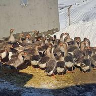 فروش غاز محلی