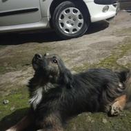 سگ پاکوتا بازیگوش