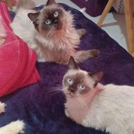 بچه گربه سیامی