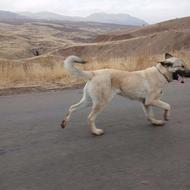 واگذاری توله سگ سرابی 11 ماهه مخصوص گله