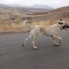 واگذاری توله سگ سرابی 11 ماهه مخصوص گله