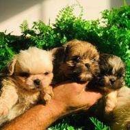 سگ شیزو فلت واگذاری