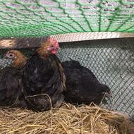 مرغ و خروس کوشین