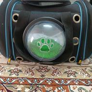 واگذاری سگ شیتزو سوپر فلت اپارتمانی