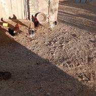 تعدادی خروس محلی