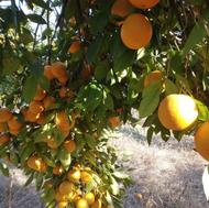 تامسون خونی و پژ روی درخت