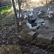 اردک خارجی نر سنگین وزن