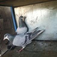 کبوتر کفتر نروماده خرقه