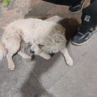 واگذاری سگ پا کوتاه