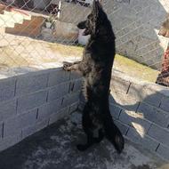 واگذاری ژرمن بلک ماده