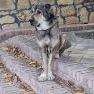 گمشده پژدر عراقی حوالی شمس آباد