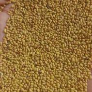 بذریونجه بوجاری