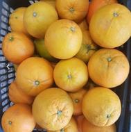 فروش عمده و ارسال پرتقال ساری