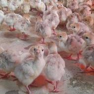 فروش جوجه بوقلمون یک روزه بوربون