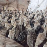 فروش جوجه بوقلمون یک ماهه