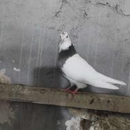 طوقی کاکولی ماده