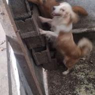 واگذاری سگ پاکوتاه بازیگوش