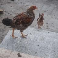 خروس لاری اصل