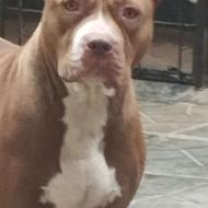 سگ پیتبول امریکن واگزاری