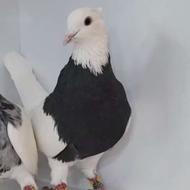 کبوتر طوقی سیا