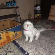 واگذاری توله تریر