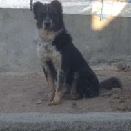 واگذاری قهدرجونی وهاسکی