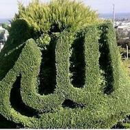 هرس تخصصی کاج لاوسون چمستان