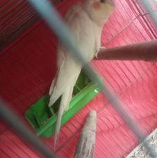 2 تا عروس هلندی ماده