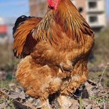 مرغ و خروس زینتی