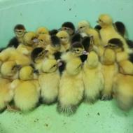 جوجه اردک از مادر کورچ شده