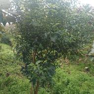 درخت کامکوات