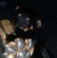 واگذار توله روتوایلر و دوبرمن