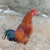 خروس ........ محلی