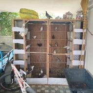 قفس کبوتر بزرگ و محکم