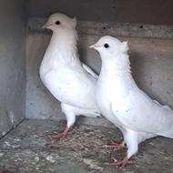 کبوتر خالص سفید