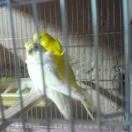 مرغ عشق پروانه ای