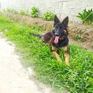 واگذاری سگ ژرمن ماده