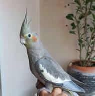 5 عدد عروس هلندی ی جفت امادی تخم گذاری